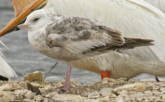 Larus argentatus smithsonianus