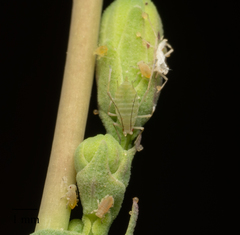 Acyrthosiphon lactucae