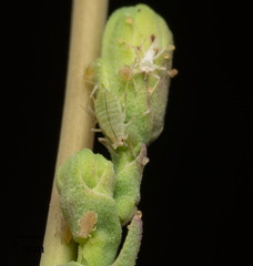 Acyrthosiphon lactucae