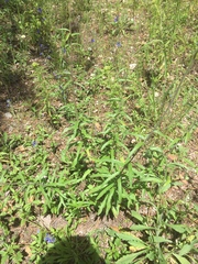 Verbesina parviflora