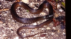 Thamnophis validus