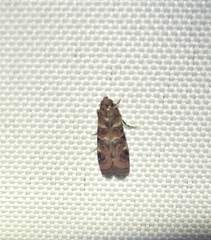 Dioryctria pygmaeella