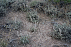 Lupinus lepidus confertus