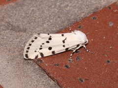 Grotella binda