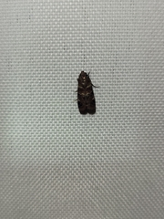 Dioryctria pygmaeella