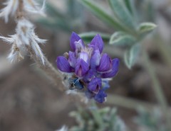 Lupinus lepidus confertus