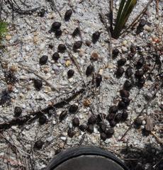 Oreotragus oreotragus