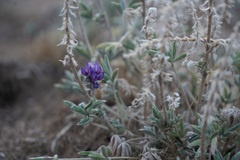 Lupinus lepidus confertus