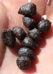 Oreotragus oreotragus