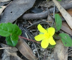 Hibbertia dentata