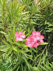 Nerium oleander