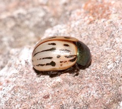 Leptinotarsa lineolata