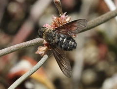 Chrysanthrax vanus