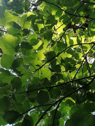 Bursera ovalifolia (Schltdl.) Engl. 3