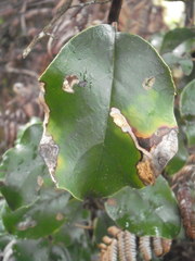 Epiphthora melanombra