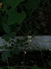 Antigonon flavescens