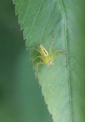 Oxyopes lineatipes