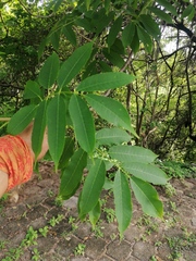 Bursera jerzyi