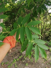 Bursera jerzyi