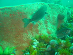 Pachymetopon blochii