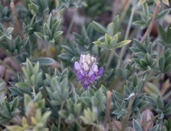 Lupinus lepidus confertus