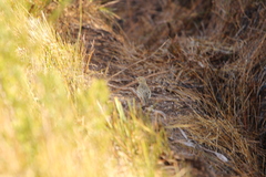Anthus australis