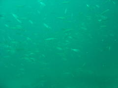 Trachurus trachurus