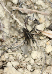 Lycosa coelestis