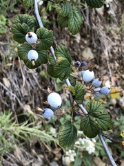 Ribes viscosissimum