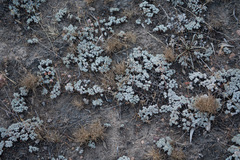Eriogonum kennedyi austromontanum