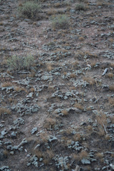 Eriogonum kennedyi austromontanum