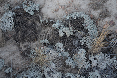 Eriogonum kennedyi austromontanum