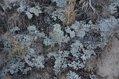 Eriogonum kennedyi austromontanum