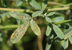 Uromyces baeumlerianus