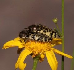 Acmaeodera decipiens