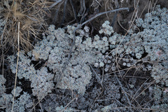 Eriogonum kennedyi austromontanum