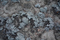 Eriogonum kennedyi austromontanum