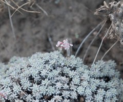 Eriogonum kennedyi austromontanum