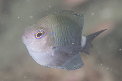 Pomacentrus albimaculus