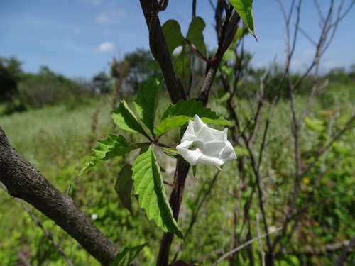 Image of Distimake cissoides by (c) Alexis López Hernández, some rights reserved (CC BY)