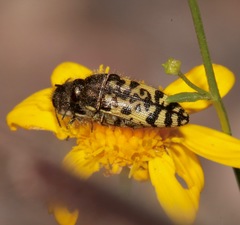 Acmaeodera decipiens