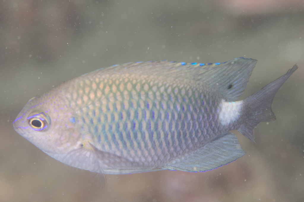 Whitespot damsel (Pomacentrus albimaculus) — Pomacentridae