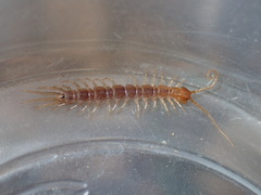 Gosibius paucidens