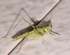 Insara elegans