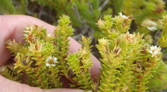 Diosma echinulata