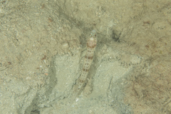 Amblyeleotris masuii