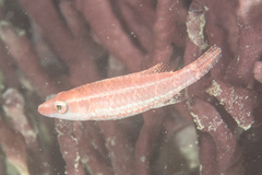 Oxycheilinus orientalis