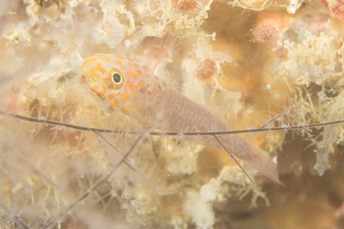 Fang's pygmygoby (Trimma fangi) — Gobiidae