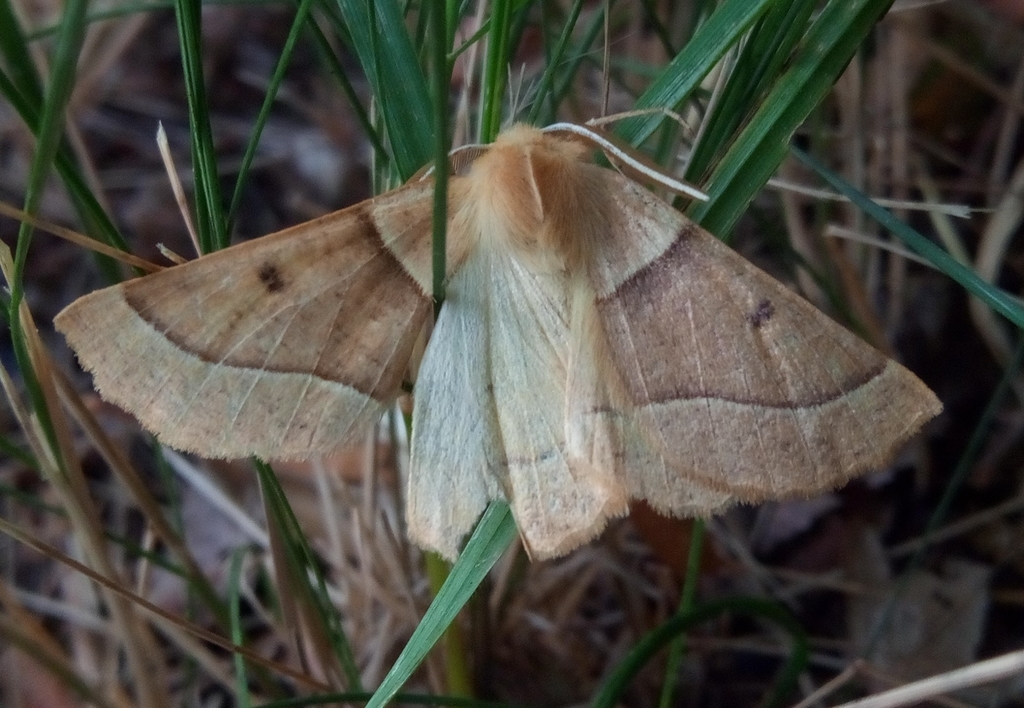 Crocallis inexpectata