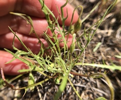 Microseris douglasii